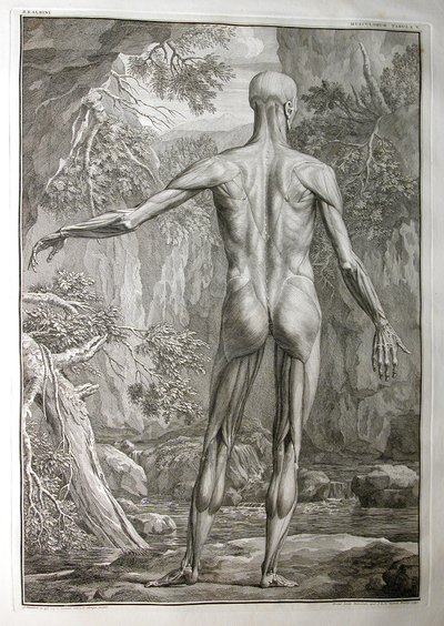 Albinus I, Pl. V: Musculature, illustration from 